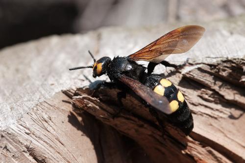 Réf. 338 165 : Megascolia maculata
